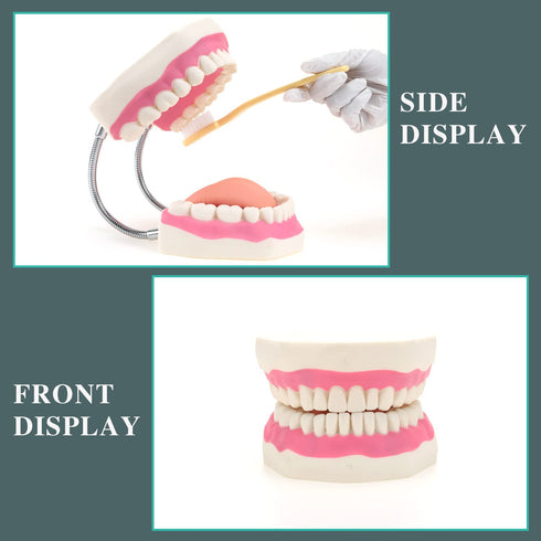 6 RONTEN Dental Teeth Care Model-Mouth Model for Speech Therapy, Enlarged Times Standard Size, for Both Dental