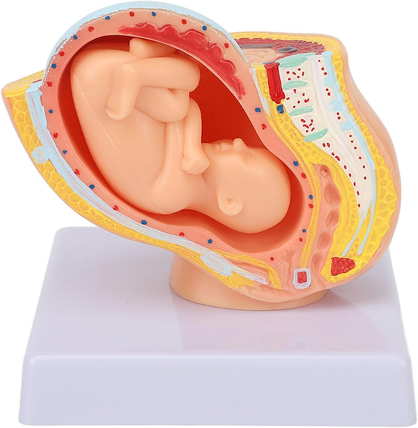 Pregnant Woman Anatomical Pelvis Model Human Female Pelvic Section Pregnancy Anatomical Model