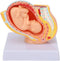 Pregnant Woman Anatomical Pelvis Model Human Female Pelvic Section Pregnancy Anatomical Model