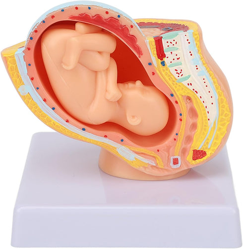 9 Dioche Pregnant Woman Anatomical Pelvis Model, Anatomical Pregnant Human Female Pelvis with Pregnancy Months Baby