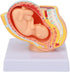 9 Dioche Pregnant Woman Anatomical Pelvis Model, Anatomical Pregnant Human Female Pelvis with Pregnancy Months Baby