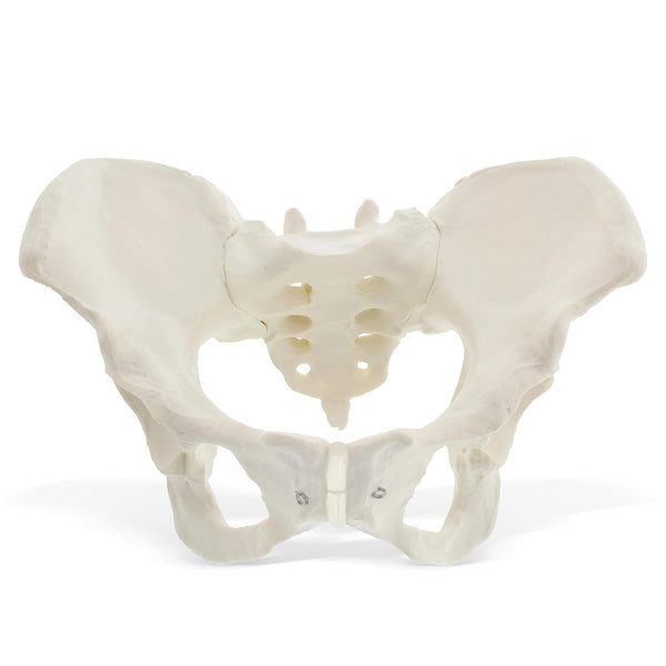 MonMed Life Size Pelvis Model Female Anatomy Pelvic Model