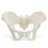 MonMed Life Size Pelvis Model Female Anatomy Pelvic Model