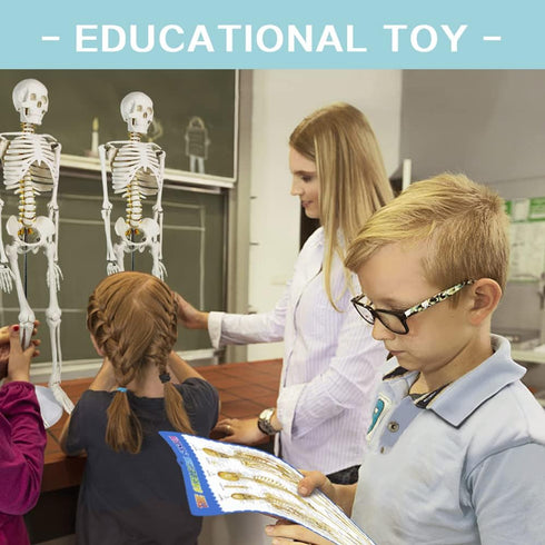 34 NEW HORIZON Human Skeleton Model for Anatomy Tall Life Size Skeleton with Detachable Metal Base for Classroom