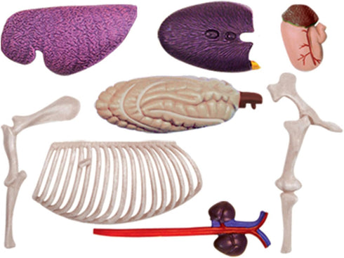 EMASDGEY Realistic Horse Organ Model Medical Teaching Toy, Horse Anatomy with Detachable Organs for Training
