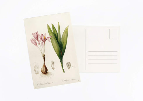 Vintage Collection Postcard Set: 30 Pack of Retro Style Botanical, Nature and Ephemera Postcards