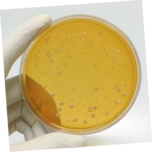 Agar Plates 10pcs Nutrient Agar Plate Stuffies for Plastic Plants Petri Dishes Borosilicate Glass Petri Dishes Laboratory Agar Plates Nutrient Agar Plates Round Colombia