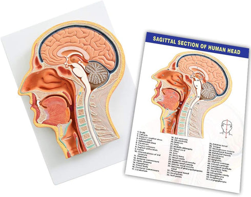 EVOTECH SCIENTIFIC Human Relief Median Section Head Model, Head and Brain Model, Medical Head Brain Neck Median Section