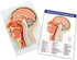 EVOTECH SCIENTIFIC Human Relief Median Section Head Model, Head and Brain Model, Medical Head Brain Neck Median Section