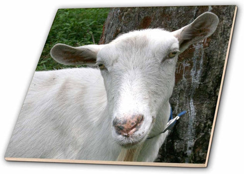 3dRose White saanen Dairy Goat doe tilt Head Photograph 6 Inch Ceramic