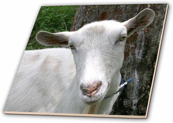 3dRose White saanen Dairy Goat doe tilt Head Photograph 6 Inch Ceramic