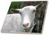 3dRose White saanen Dairy Goat doe tilt Head Photograph 6 Inch Ceramic
