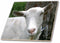 3dRose White saanen Dairy Goat doe tilt Head Photograph 12 Inch Ceramic