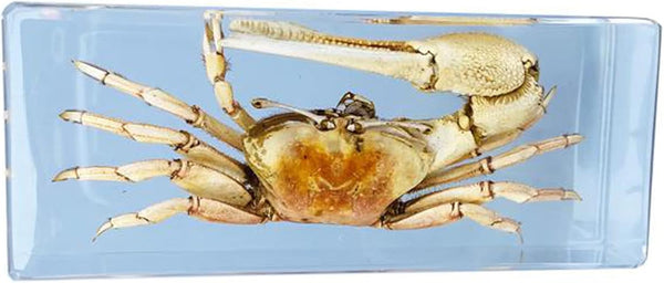 GFAZXDS Study Model Fiddler Crab Embedded Specimen Marine Life Crab Specimen Model, Raw