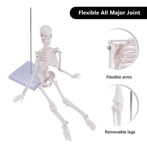 17" NLShan Human Skeleton Model for Anatomy: Scientific Model with Movable Arms, Legs & Display Stand - Mini Human