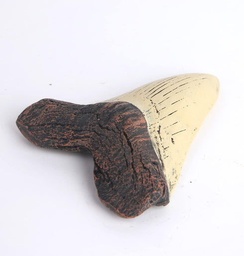 REYINL 5.5 Inch Megalodon (Carcharodon megalodon) tooth, Ivory Color with Serrations(Replica)