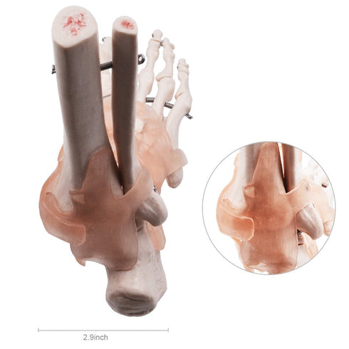 HUBERY MODEL Foot Joint Model Human Foot Ankle Joint Model with Ligament Medical Science Life Size