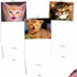 The Best Card Company 10 Assorted Thank You Notes Bulk Box Set with Envelopes (10 Designs, 1 Each) Smitten Kittens