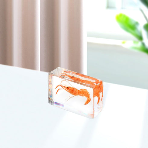 GARVALON Artificial Resin Shrimp Specimen for Education and Home Collection Teaching Tool for Science Class Decorative