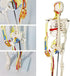 33" Human Skeleton Model with Nerves, Veins and Arteries, Removable Skull Cap, and Articulated Mandible - Includes