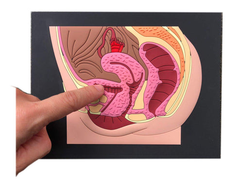 Female reproductive Part Rubber matt Model, Female Genital Organ, Uterine Medical Teaching
