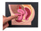 Female reproductive Part Rubber matt Model, Female Genital Organ, Uterine Medical Teaching