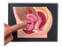 Female reproductive Part Rubber matt Model, Female Genital Organ, Uterine Medical Teaching