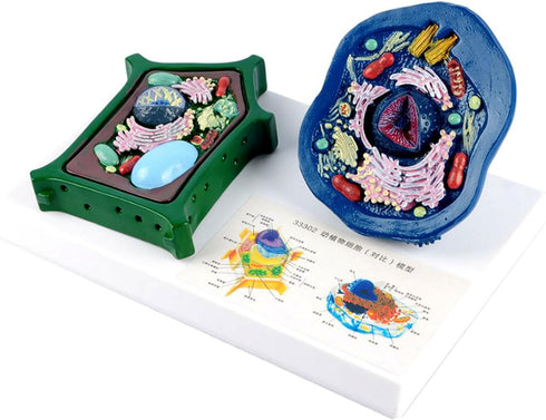 EMASDGEY Anatomical Animal Plant Cell Model with Detacheable Parts Biology Classroom Teaching Animal