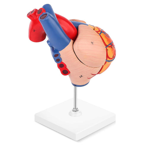 2-Part 48 LYOU Human Heart Model, Life Size Anatomically Accurate Numbered Heart Medical Model Shows Anatomical