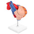 2-Part 48 LYOU Human Heart Model, Life Size Anatomically Accurate Numbered Heart Medical Model Shows Anatomical