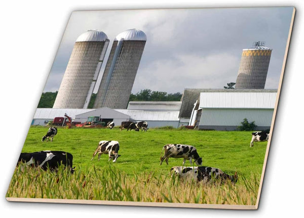 3dRose Dairy Cow Farm, Taylor County, Wisconsin, USA - US50 DFR0048 -