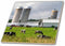 3dRose Dairy Cow Farm, Taylor County, Wisconsin, USA - US50 DFR0048 -