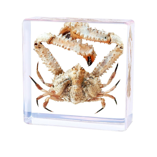 Taxidermy Crab,Real Crab Taxidermy Animals in Resin,Real Crab Specimen for Science Education,Biology