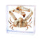 Taxidermy Crab,Real Crab Taxidermy Animals in Resin,Real Crab Specimen for Science Education,Biology