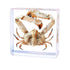 Taxidermy Crab,Real Crab Taxidermy Animals in Resin,Real Crab Specimen for Science Education,Biology
