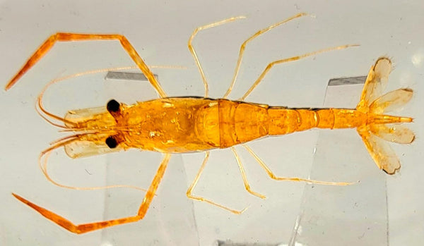 72mm Real Shrimp Oriental Freshwater River Prawn in Crystal Clear Lucite Resin