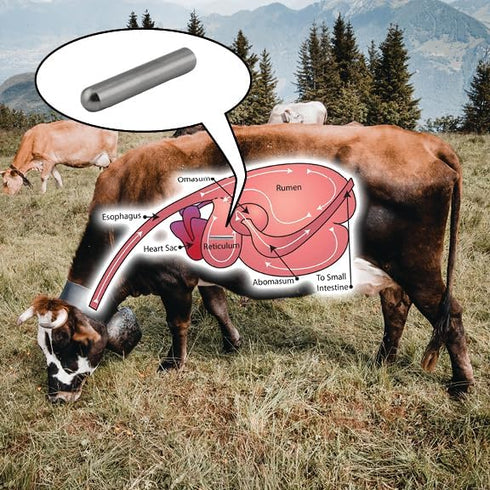 Master Magnetics Original Cast Alnico 5 Cow Magnet, Strong Heavy-Duty Magnets for Cows