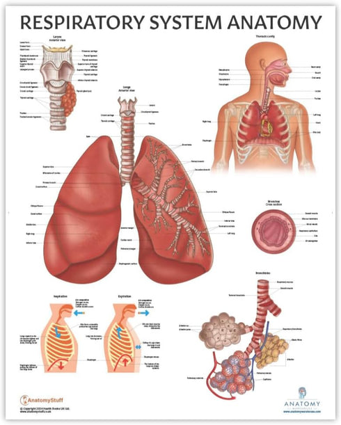 Anatomy Lab Human Respiratory System Anatomy Poster, Laminated, 17.3 x 22.5 Inches, Educational Chart