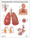 Anatomy Lab Human Respiratory System Anatomy Poster, Laminated, 17.3 x 22.5 Inches, Educational Chart