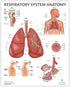 Anatomy Lab Human Respiratory System Anatomy Poster, Laminated, 17.3 x 22.5 Inches, Educational Chart