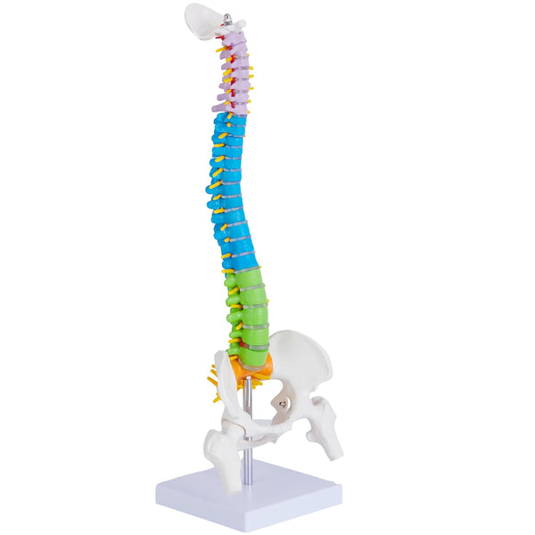 Ruiishunyy Mini Spine Anatomy Model - 15.5 Miniature Human Color Spine Model with