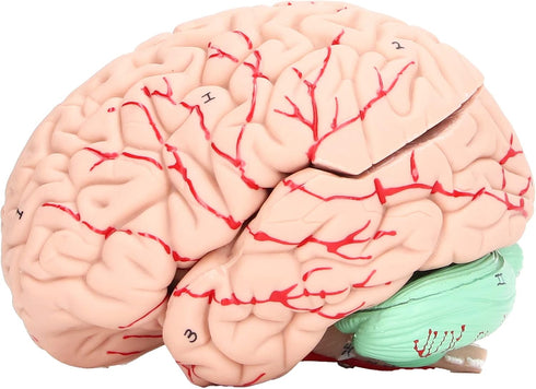 Yosoo Health Gear Human Brain Model Anatomy, Detachable Neuroscience Study Mold for Kids with Skull School Home