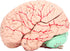 Yosoo Health Gear Human Brain Model Anatomy, Detachable Neuroscience Study Mold for Kids with Skull School Home