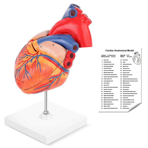 LYOU Human Heart Model, 2-Part Life Size Anatomically Accurate Numbered Heart Medical