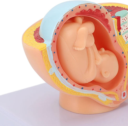 Pregnant Woman Anatomical Pelvis Model Human Female Pelvic Section Pregnancy Anatomical Model Nine Months Baby Fetus