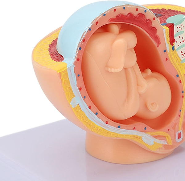 LJCM 9 Months Baby Fetus Model, Female Pelvis Model for Pregnancy, Clear Structure,