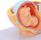 LJCM 9 Months Baby Fetus Model, Female Pelvis Model for Pregnancy, Clear Structure,