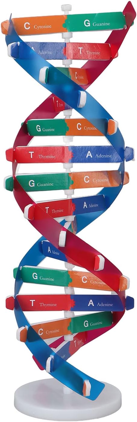 Human DNA Model, Colorful Double Spiral Assemble Model, Educational Teaching Kit for Biological Science