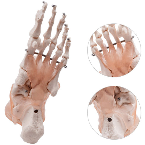 HUBERY MODEL Foot Joint Model Human Foot Ankle Joint Model with Ligament Medical Science Life Size