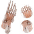 HUBERY MODEL Foot Joint Model Human Foot Ankle Joint Model with Ligament Medical Science Life Size